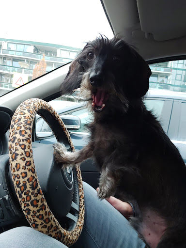 Dogzone Borne
