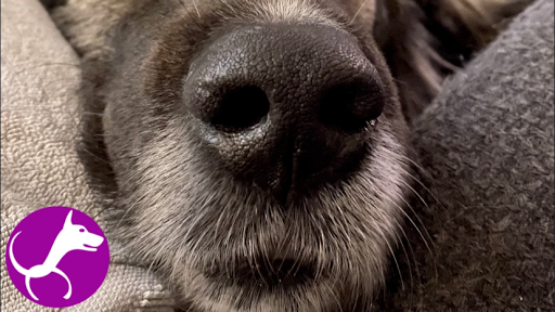 Canem Singula Honden-gedragsspecialist