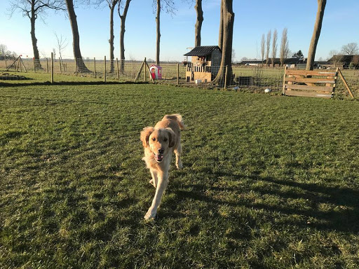 Hondencentrum De Natte Neuzen Hoeve