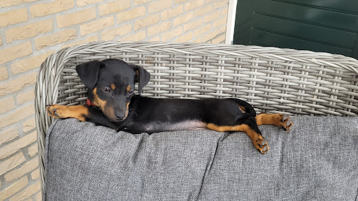 De TOPhond