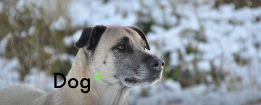 Dogplus