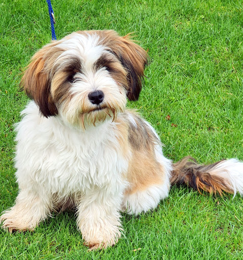 Hondenschool Stichting De Getrainde Hond uden