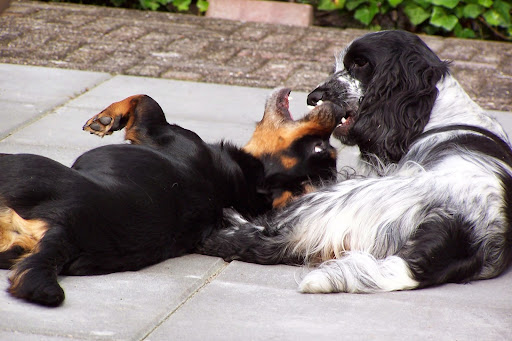 Rond de hond