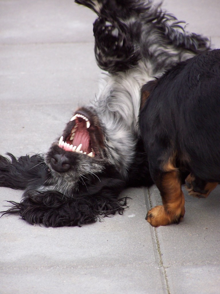 Rond de hond