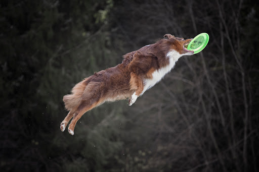 Pawsitive Hondentraining Groningen