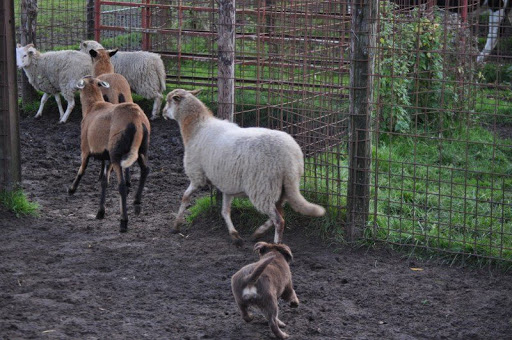 JJRanch