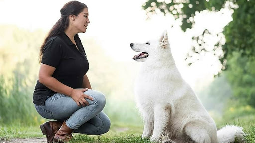 Care4Dogs - Coaching & Training