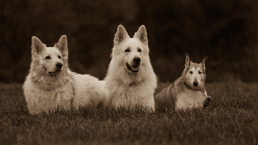 K9Brainwaves