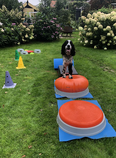 Gezonde hond Texel