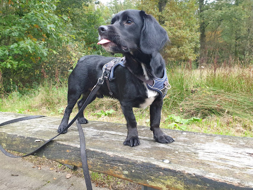 Marion Venema gedragstherapie voor honden, training en advies