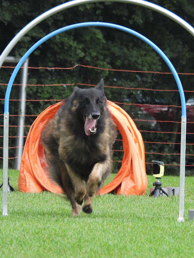 Sport4Dogs