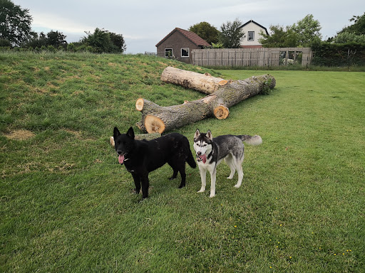 Funkey Dogcenter