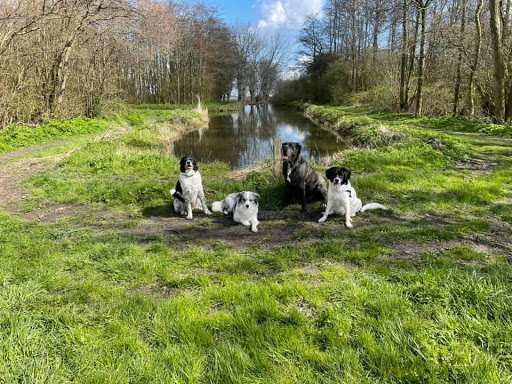 Jazz dogs