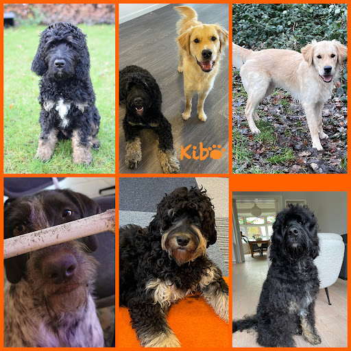 Stichting Kibo Medical Detection Dogs