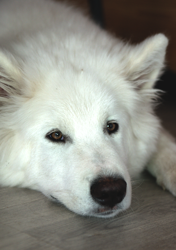 DoggyCare - Apeldoorn
