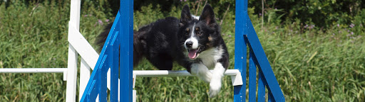 Domino Dog Training