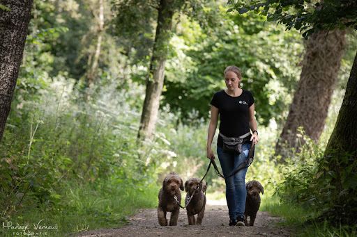 Dog's Favourite hondenschool