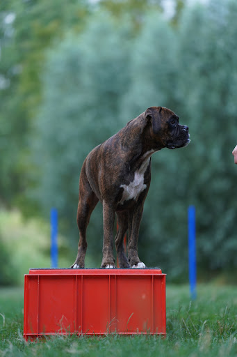 Hondenschool D.O.G. Gouda - sinds 2005