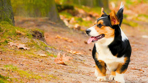 KynoFlex hondenschool & honden gedragstherapie