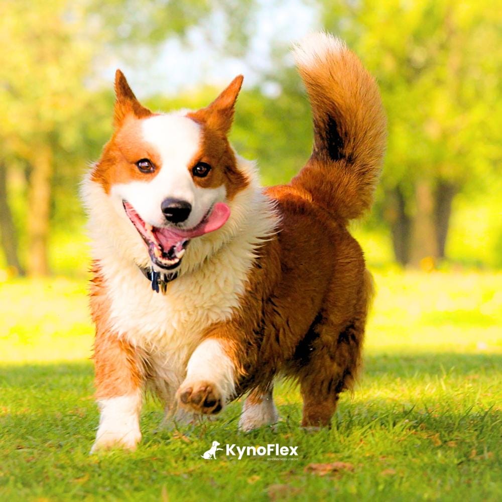 KynoFlex hondenschool & honden gedragstherapie
