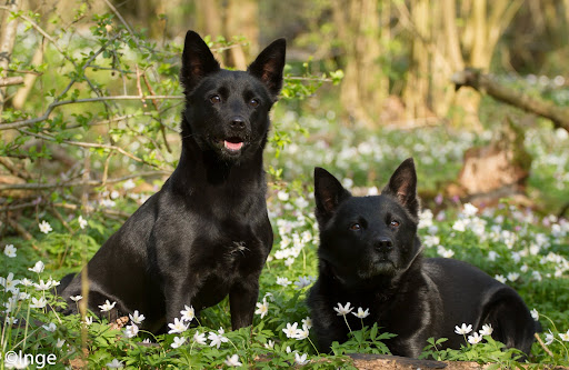 Helemaal Hond