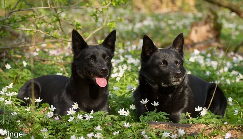 Helemaal Hond