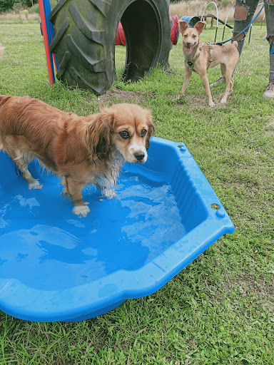 Gedragstherapie Perro