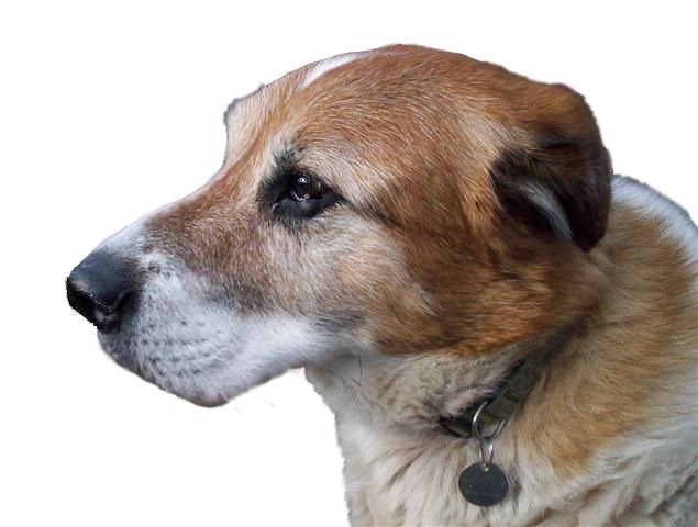 Gedragstherapie Perro