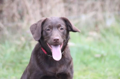 Hondentraining Best companion