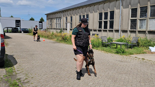 De Loods hondentraining