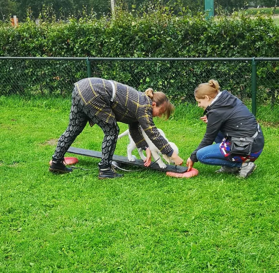 Hondenschool Epe