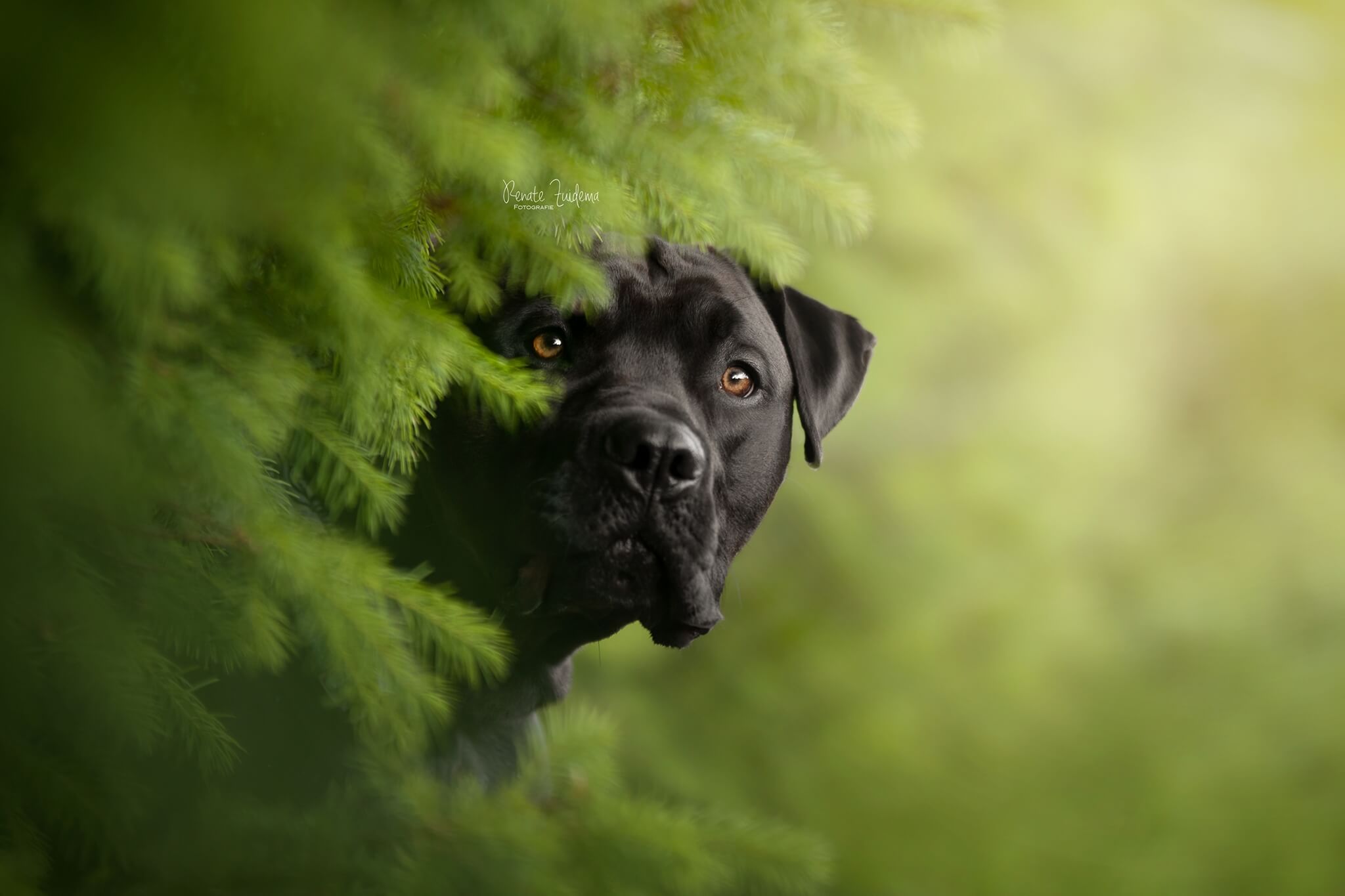 AvemCanis