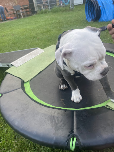Honden Dressuur Club De Loop
