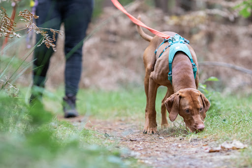 Kuipers K9 Hondentraining