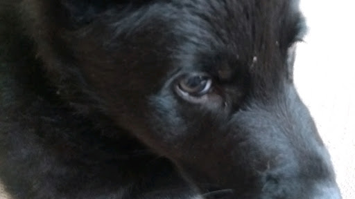 Speelsehond hondentraining en gezondheidsadviseur voor dieren reiki therapeut