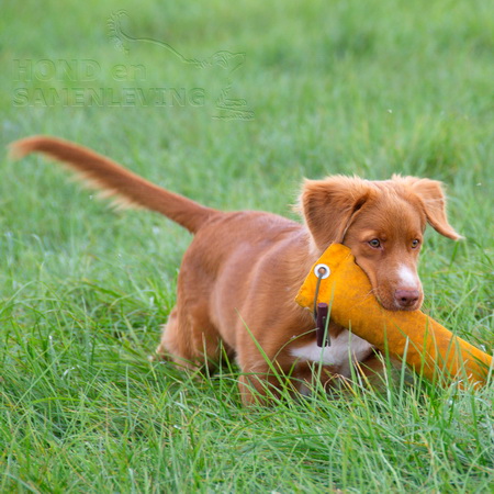 Hond en Samenleving