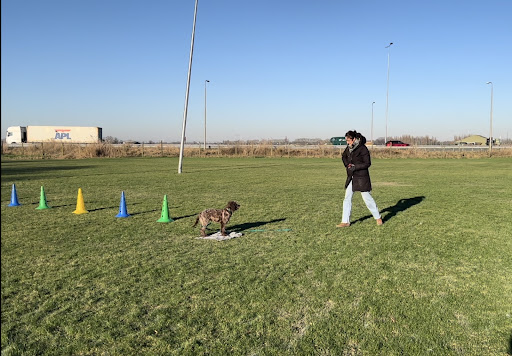 Hondenopleidingscentrum Hoeksche Waard