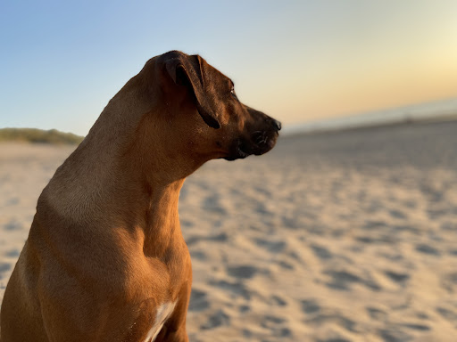 Wijzer met Honden | aandacht voor mens en hond