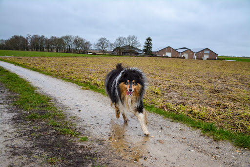 Hondenschool The dog side of life