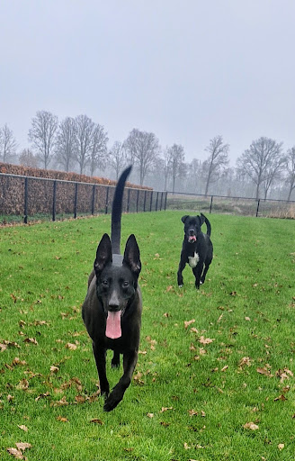 K9 Scent Tracing Education & Services ( K9 STES)