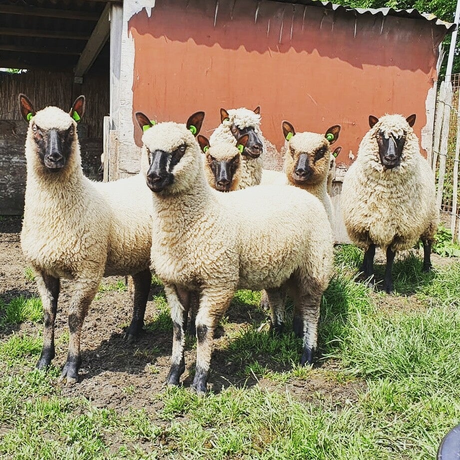 Working Mate's