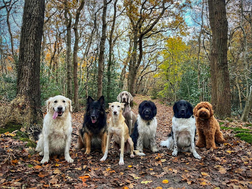 Honden-service.nl