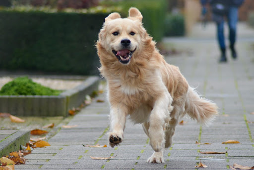 B.O.T. Hondentraining en Gedragstherapie