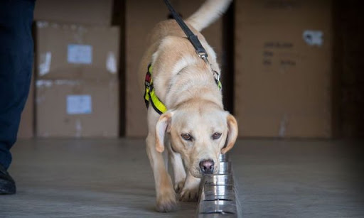 detectie training