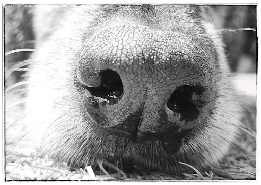 Dogdetection