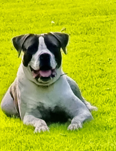 Trainen met je hond, speur trainingen en gedragsonderzoek