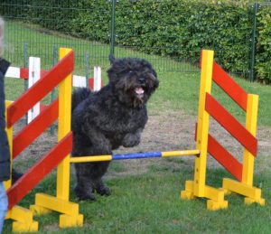 Trainen met je hond, speur trainingen en gedragsonderzoek