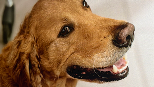 FierVoeters Assistentiehonden