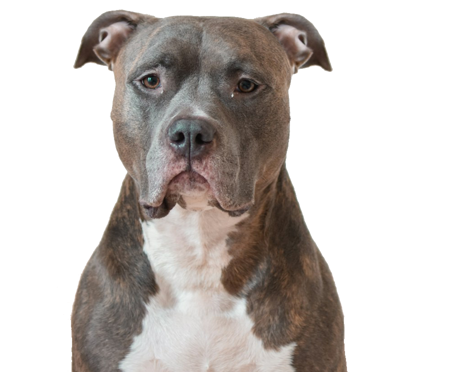 Dol op je hond