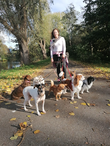 Hondentraining CanisBegeleiding, Prive Puppyles, Dog Training